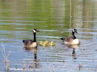 photo-animals-32-Baby-geese-2005-05-20-RIVER-SIDE OTTAWA-ONTARIO